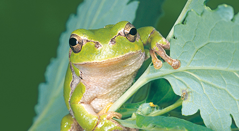 Froschkönig auch morgen noch?