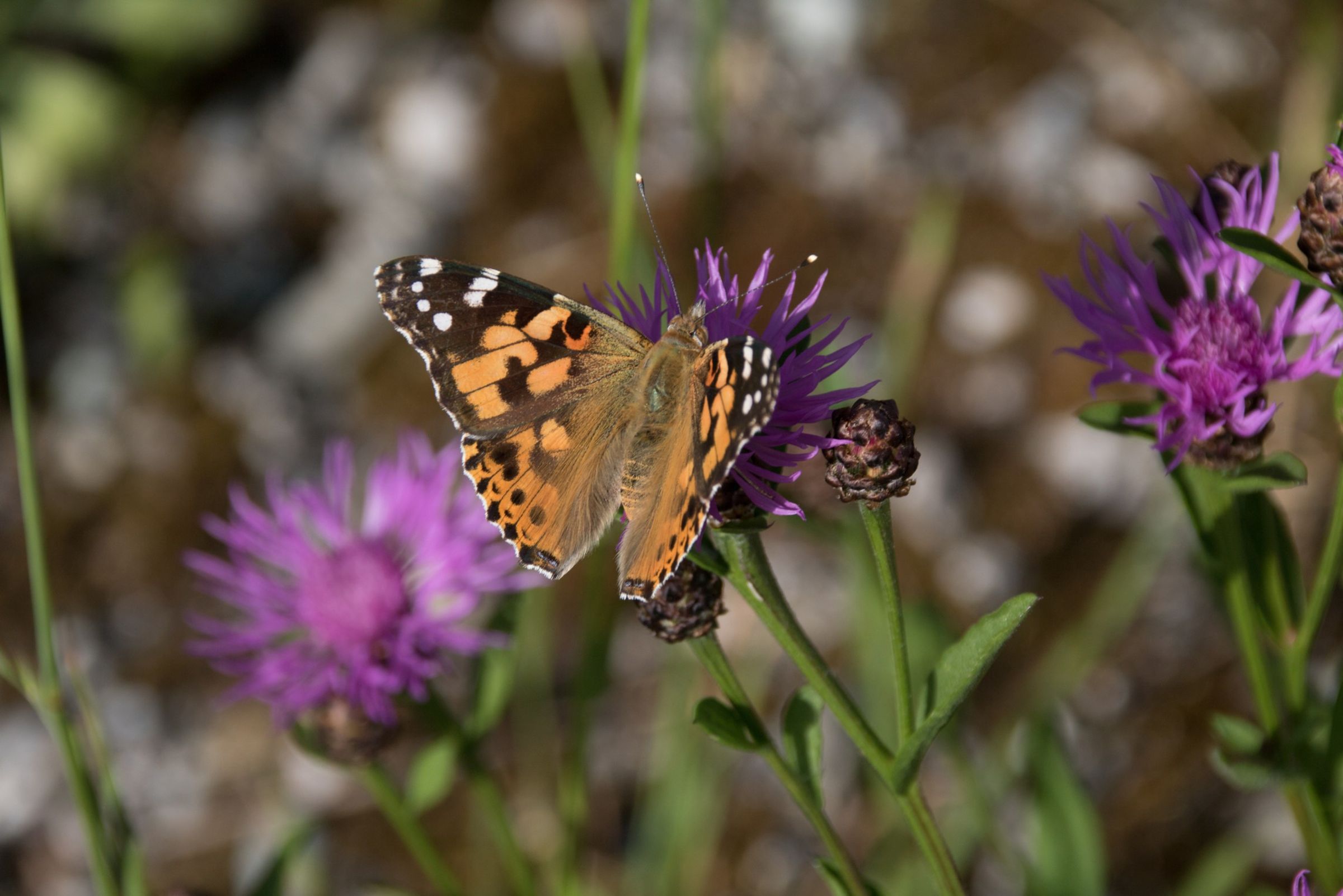 Distelfalter